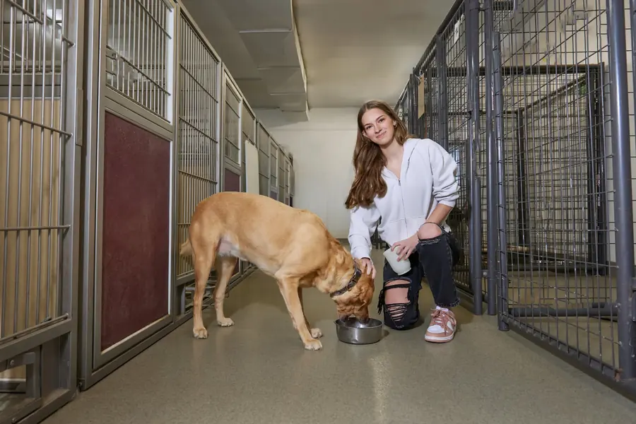 A volunteer caring for a dog at an animal shelter