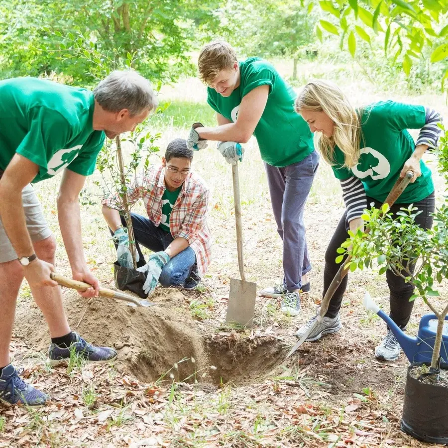 Volunteers planting a young tree